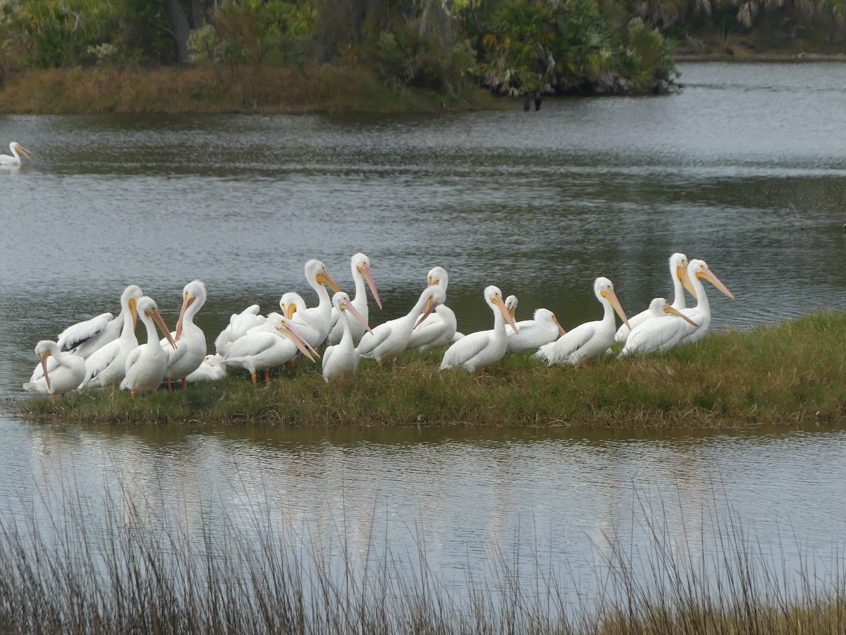 Nashornpelikan - ML646190858