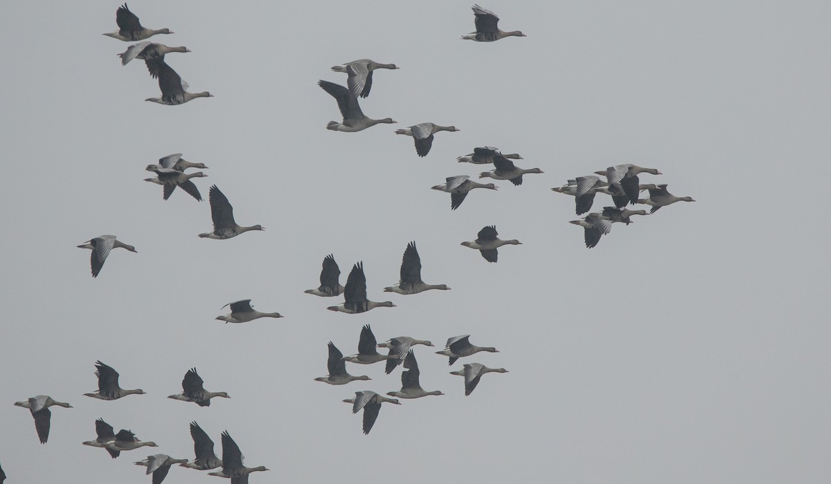 Greater White-fronted Goose - ML646190859