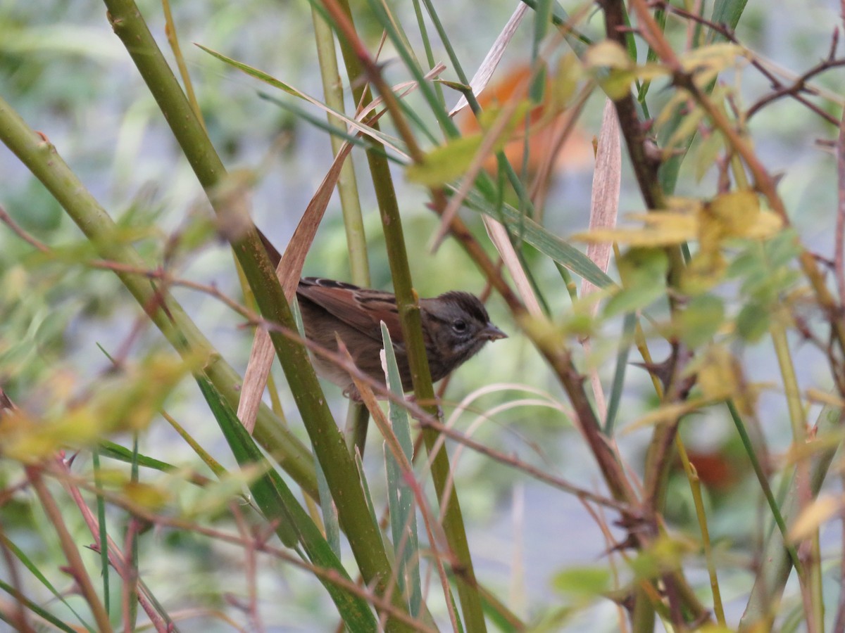 Bruant des marais - ML646190860