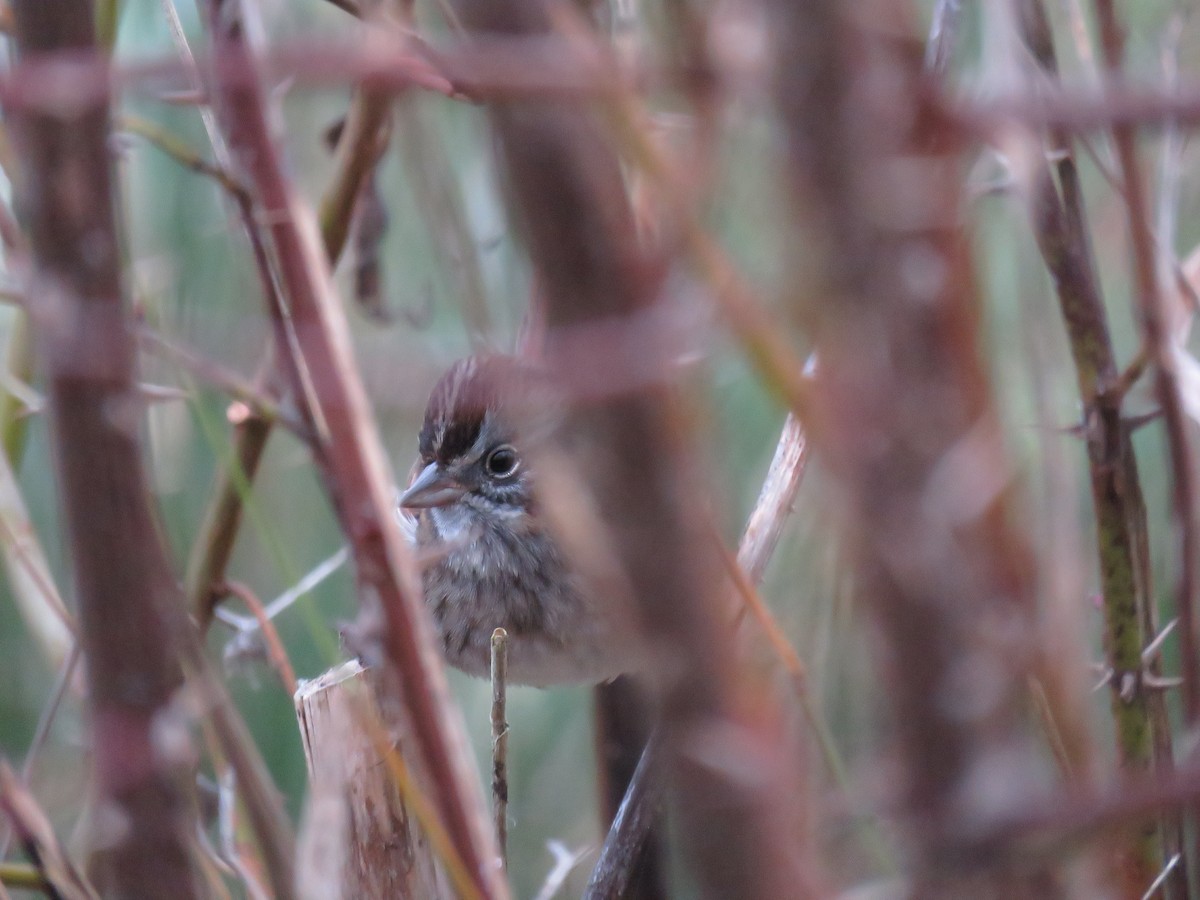 Bruant des marais - ML646190861