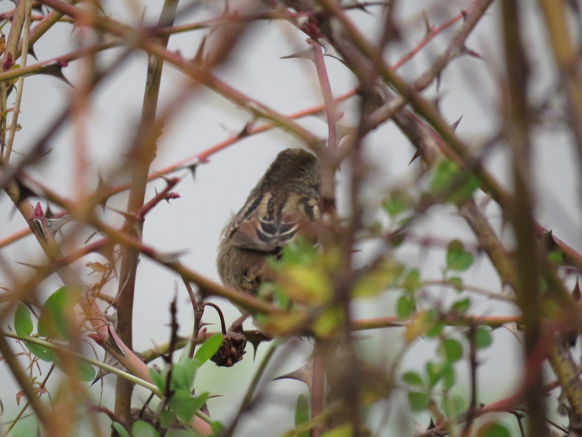 Bruant des marais - ML646190862