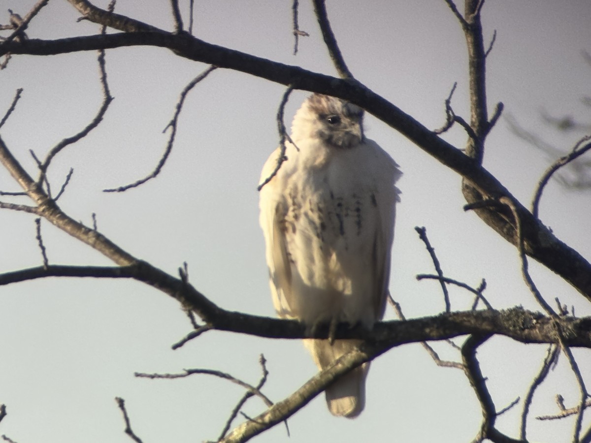 Red-tailed Hawk - ML646190863