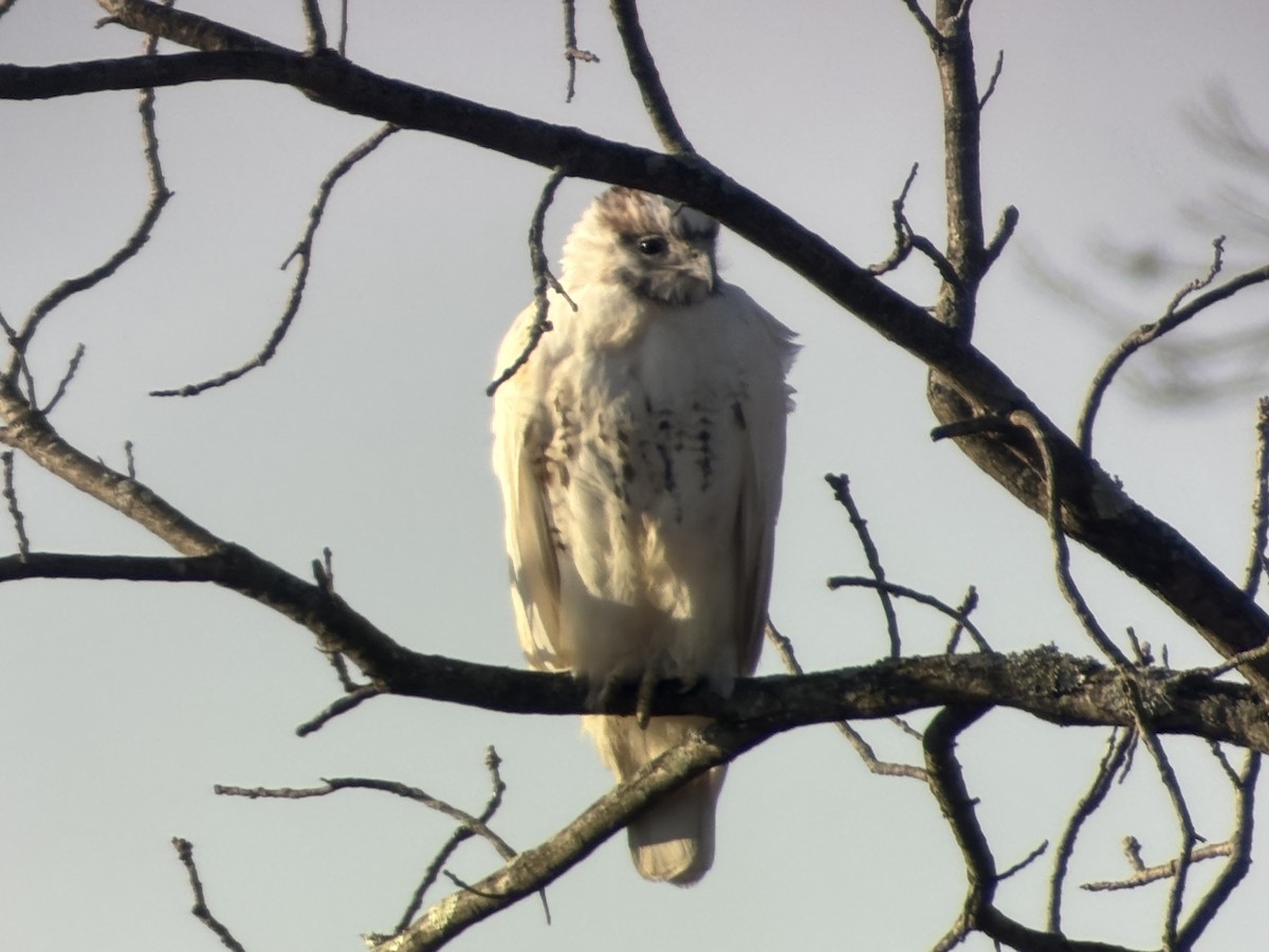 Red-tailed Hawk - ML646190864
