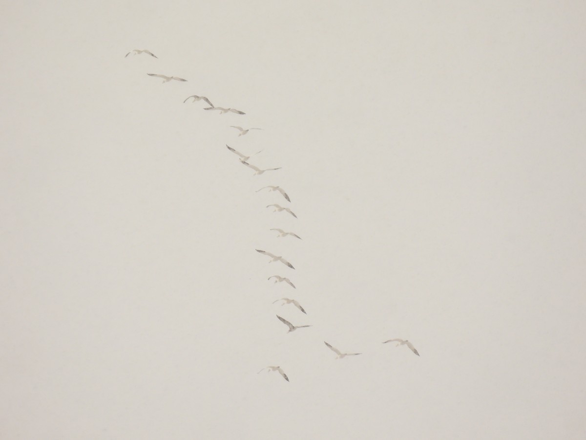 Snow Goose - ML646190874