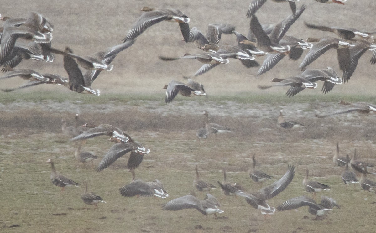 אווז קטן - ML646190875