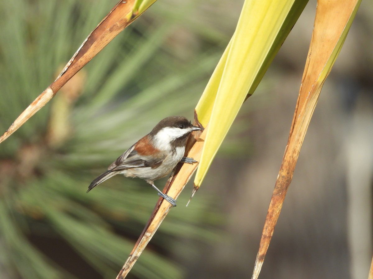 Chestnut-backed Chickadee - ML646190876