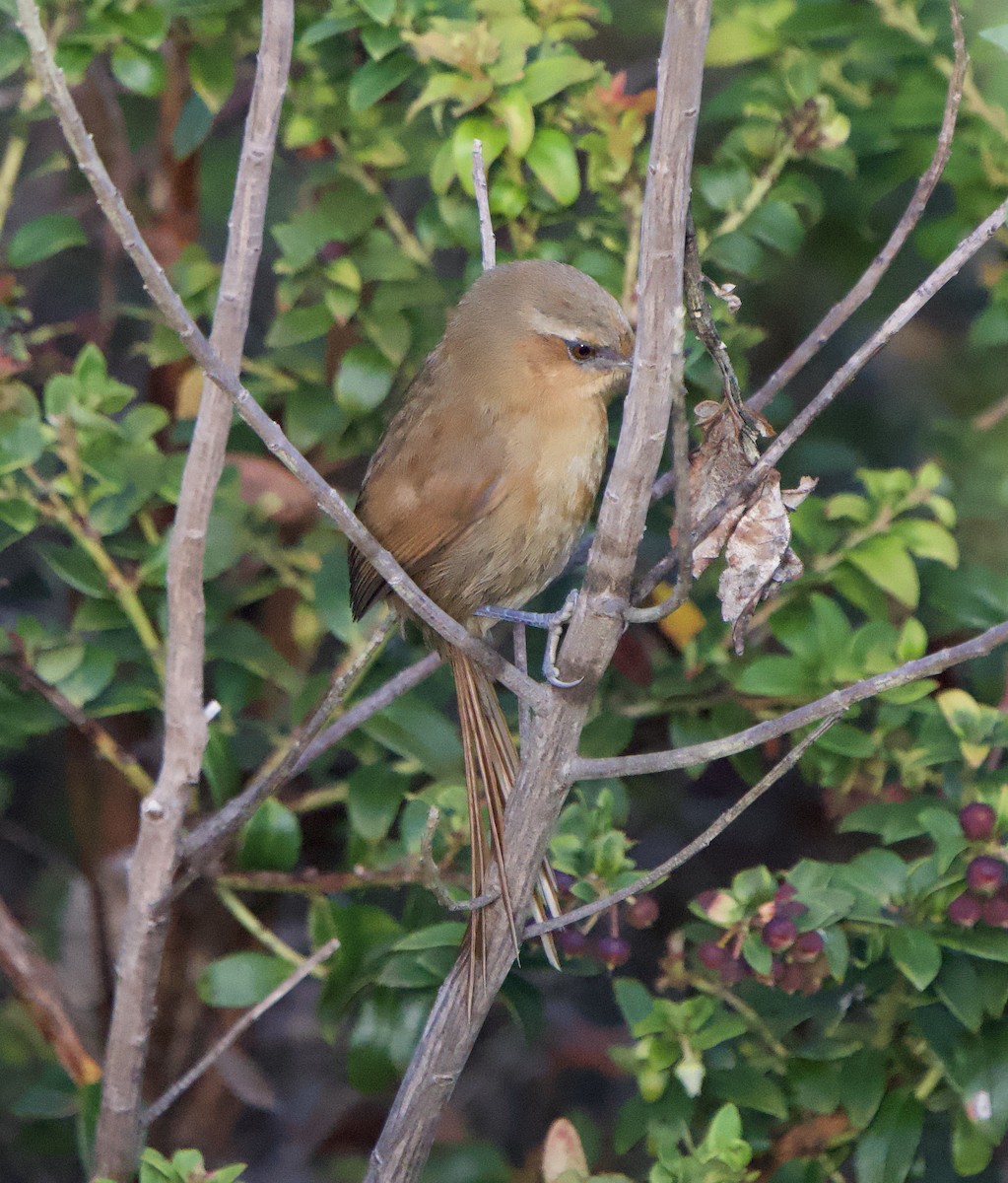 Rufous Spinetail - ML646190877