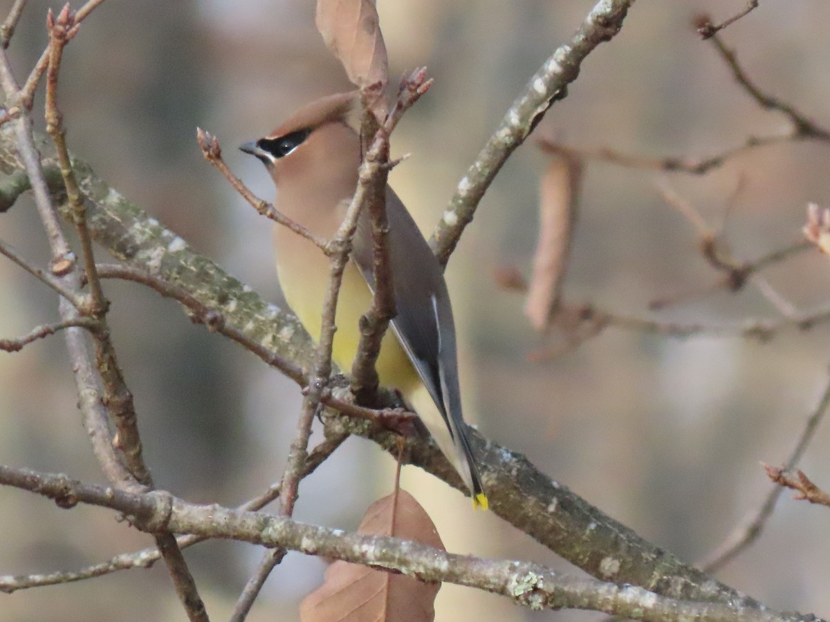 Cedar Waxwing - ML646190879