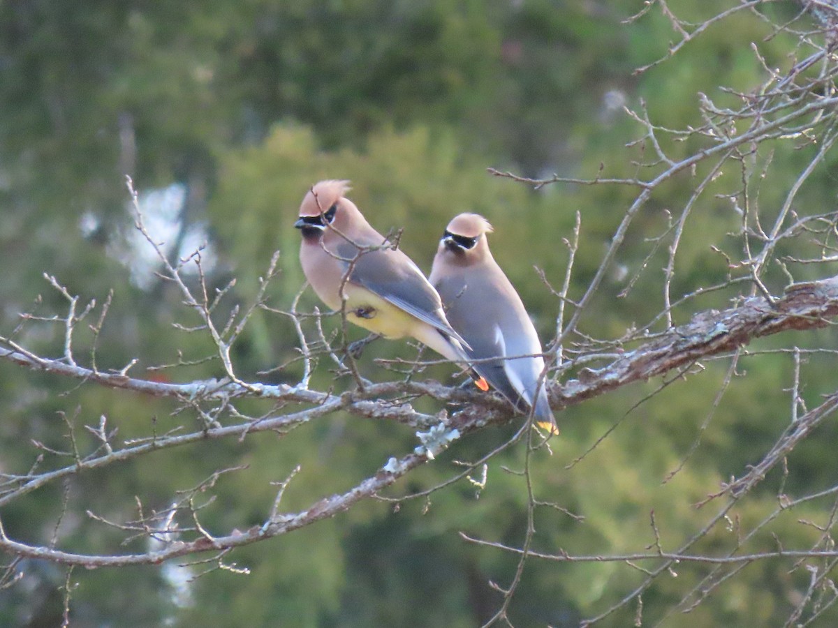 Cedar Waxwing - ML646190880