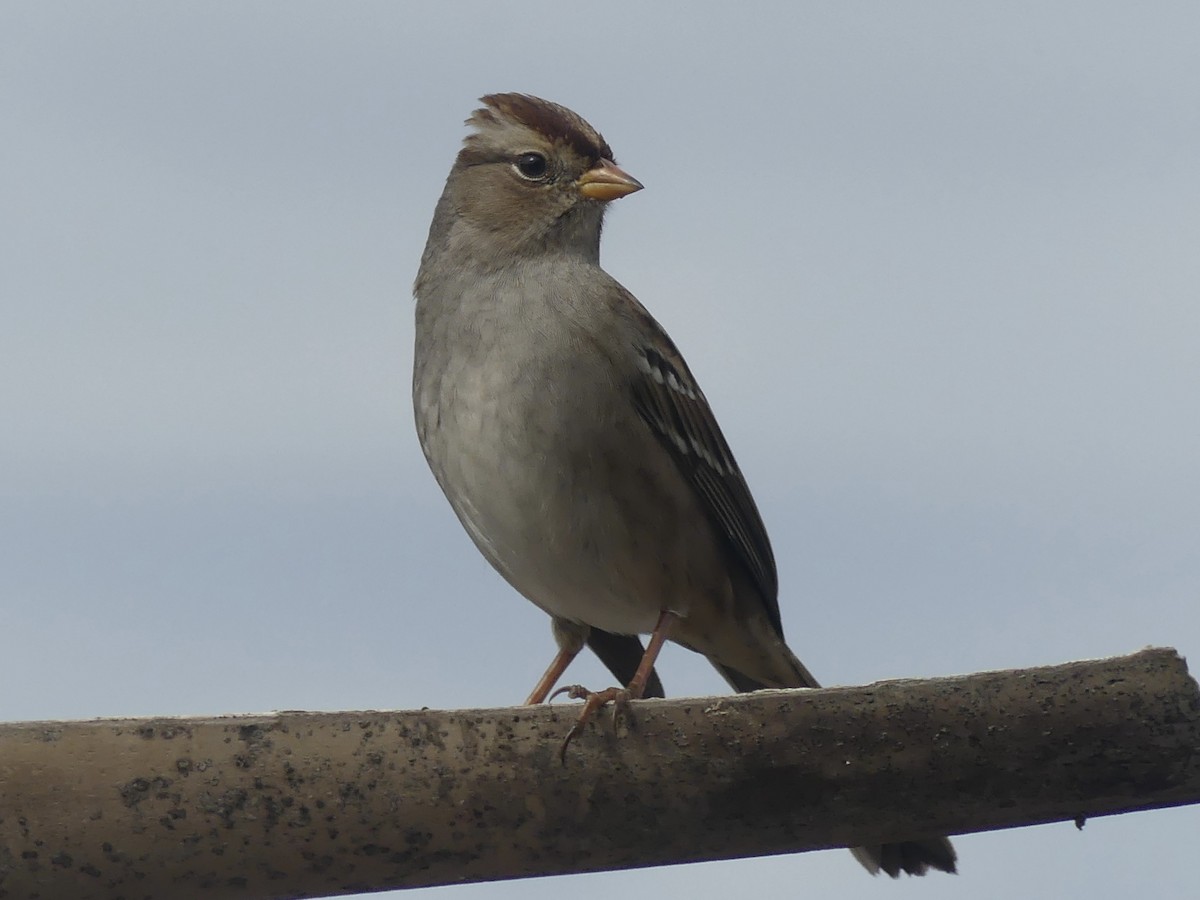 Dachsammer - ML646190884