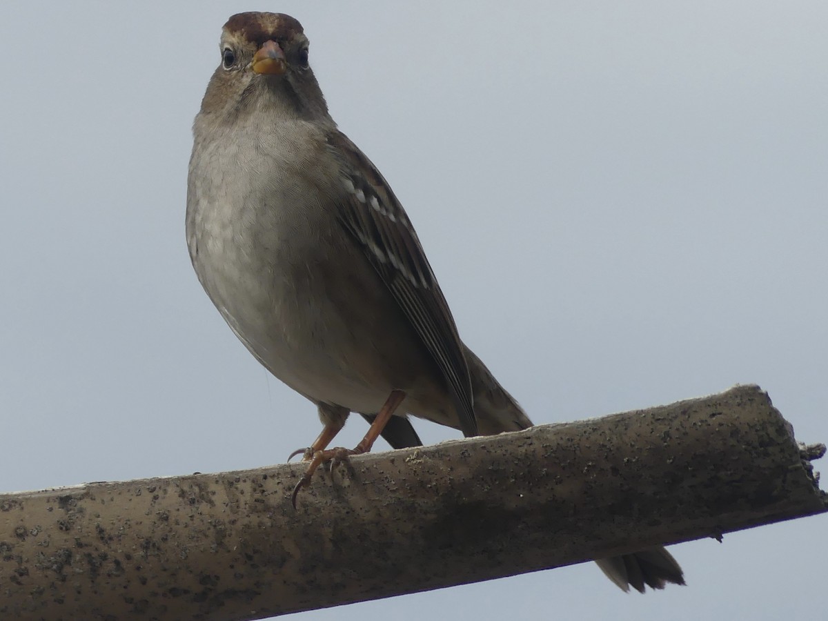 Dachsammer - ML646190885