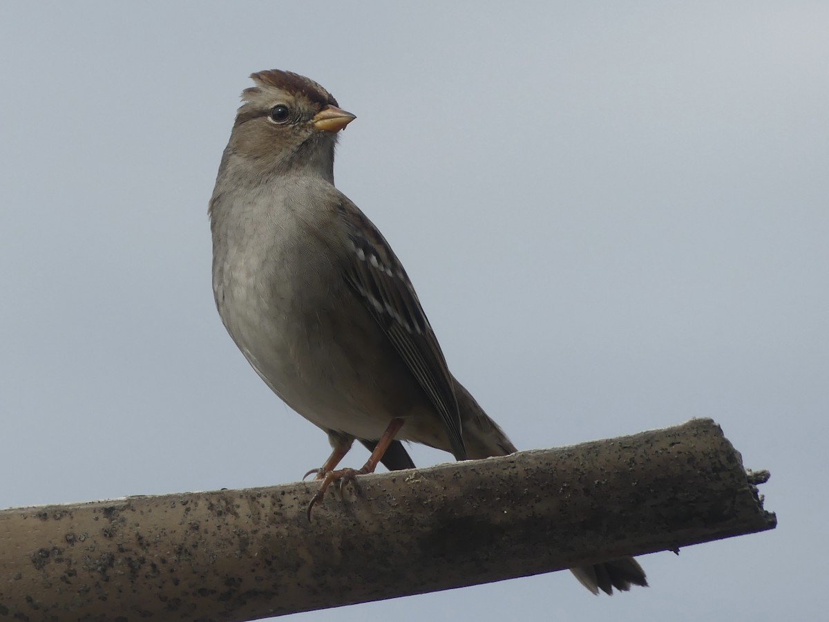 Dachsammer - ML646190886