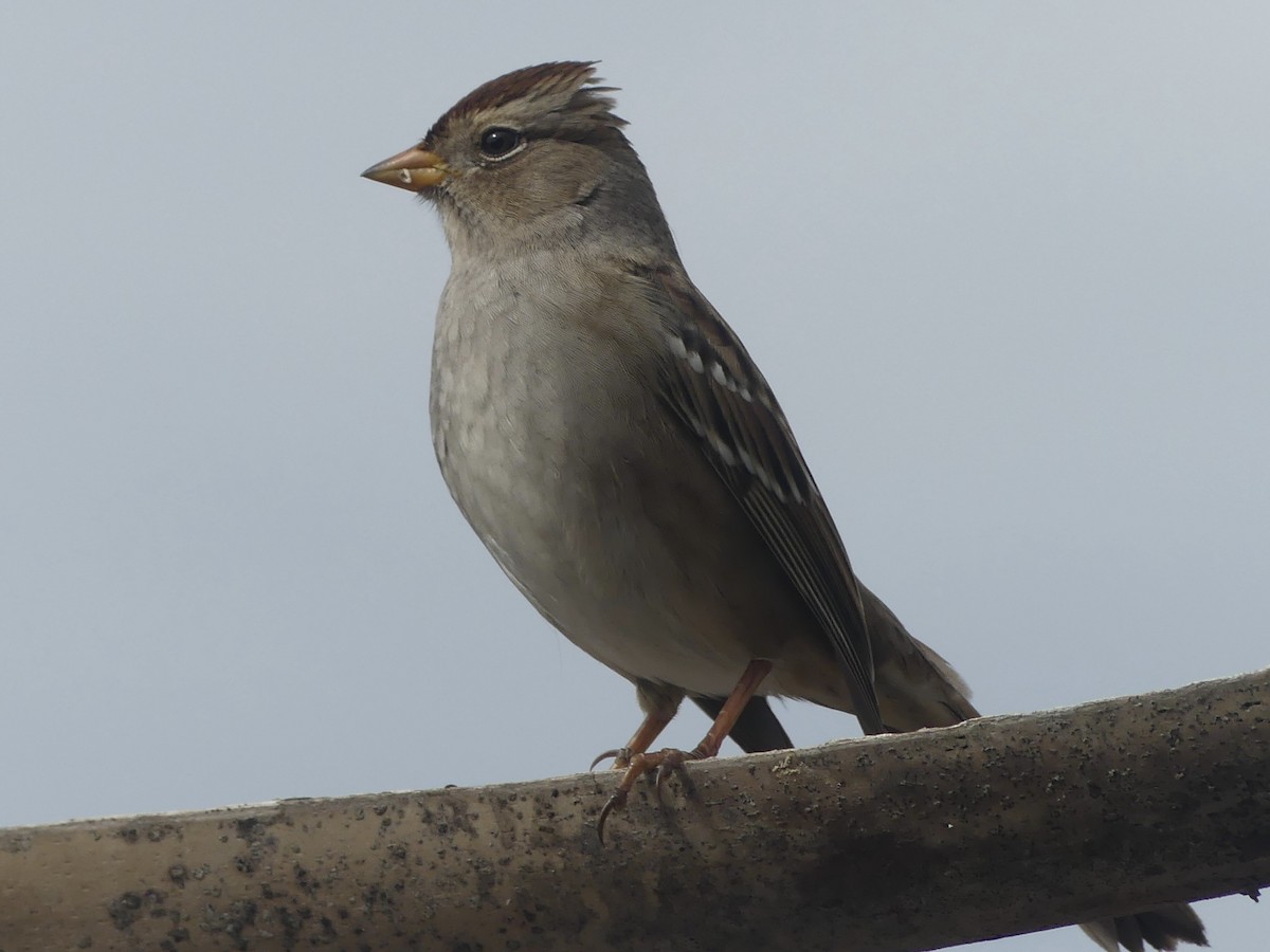 Dachsammer - ML646190887