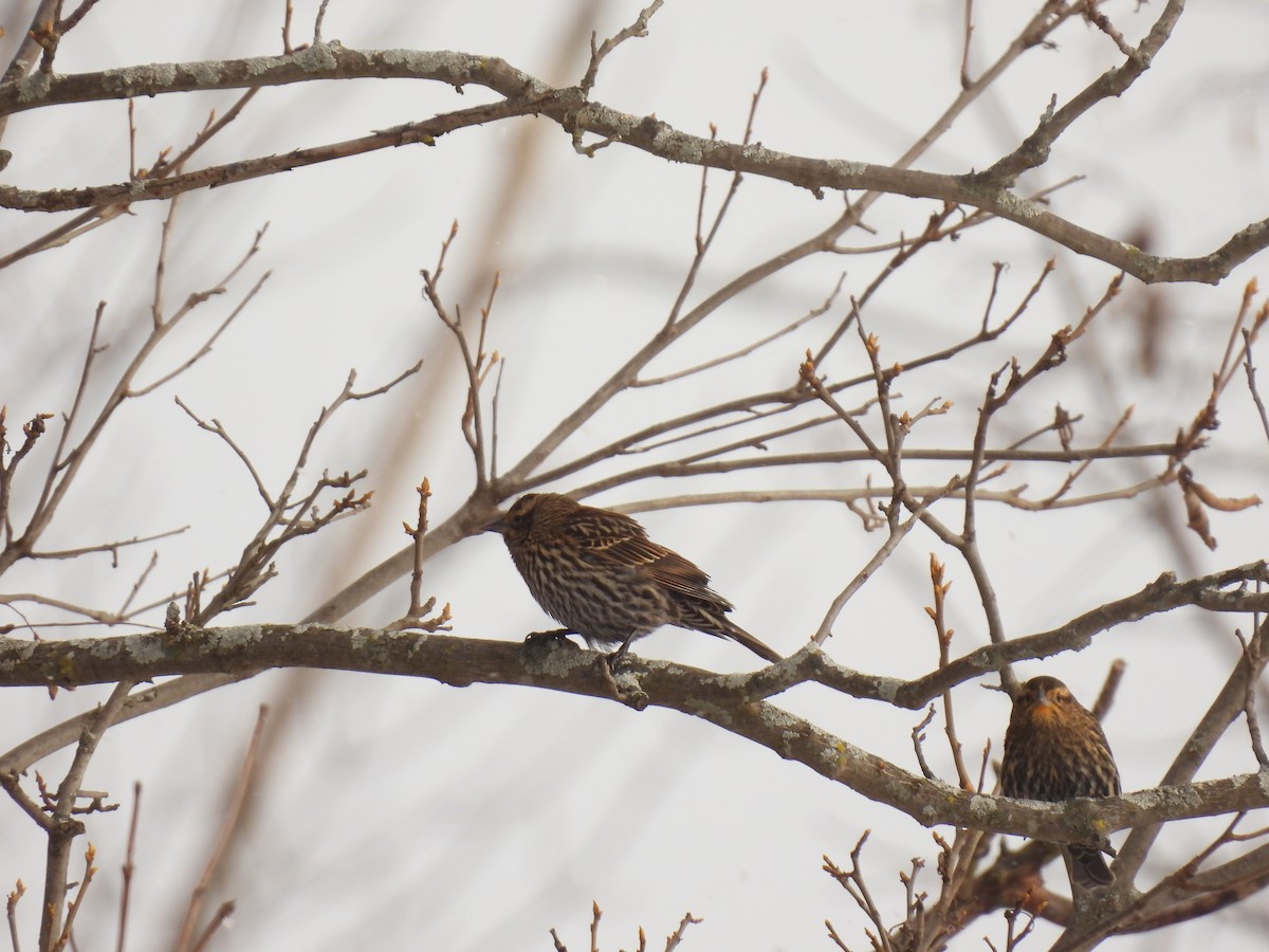 Red-winged Blackbird - ML646190892