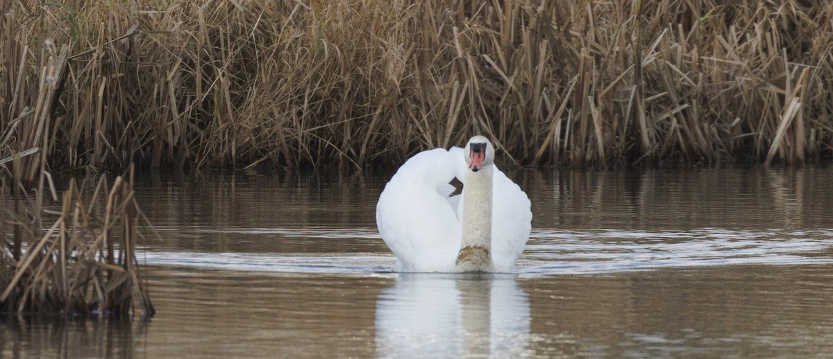 Mute Swan - ML646190894