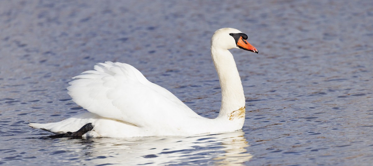 Mute Swan - ML646190896
