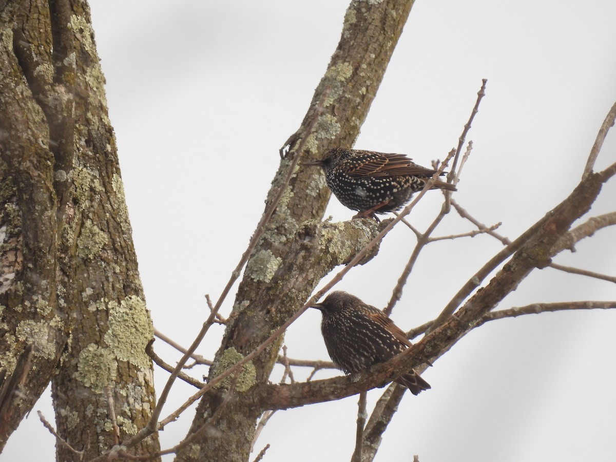 歐洲椋鳥 - ML646190897