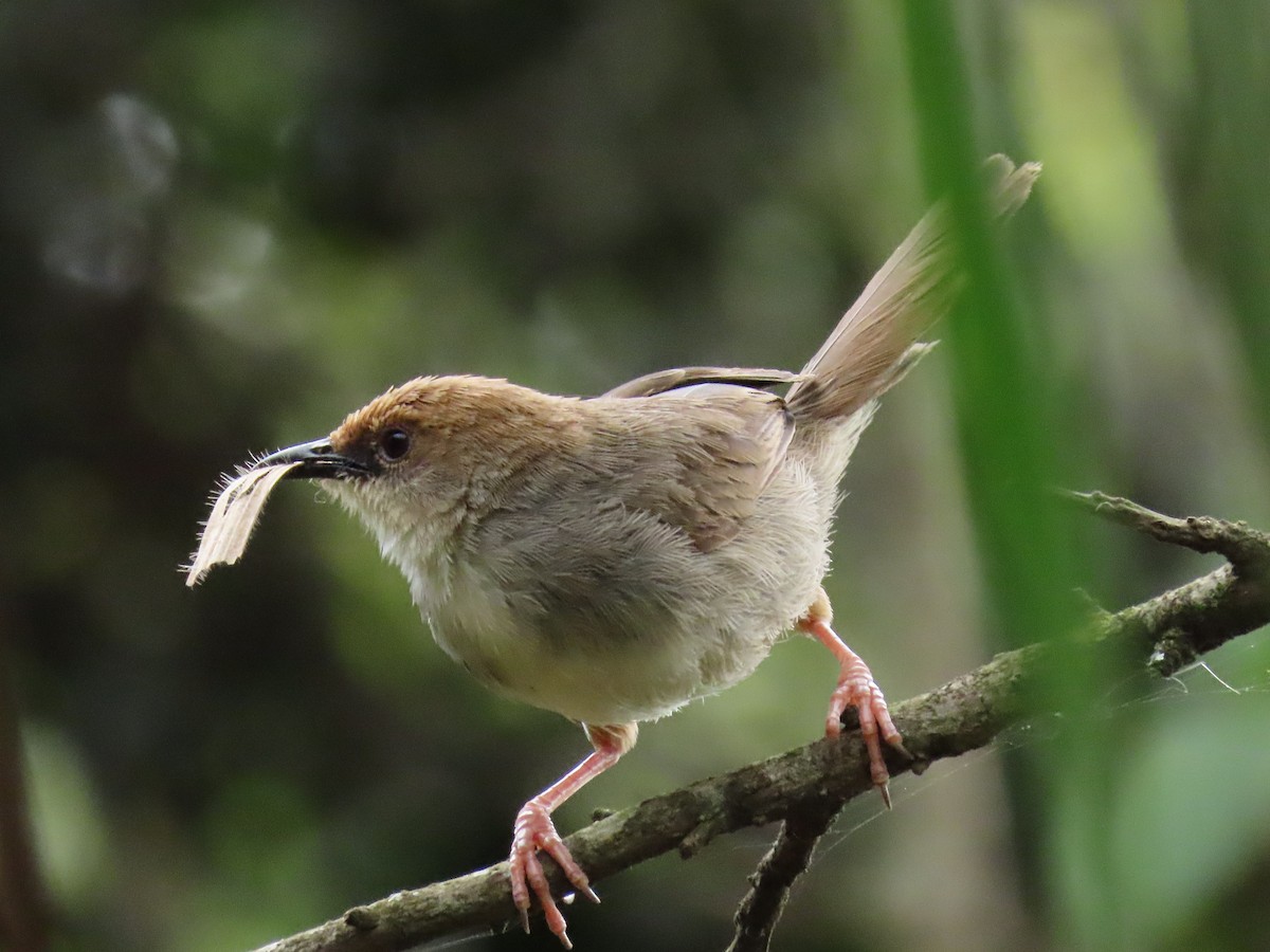 Chubb Yelpazekuyruğu - ML646190899