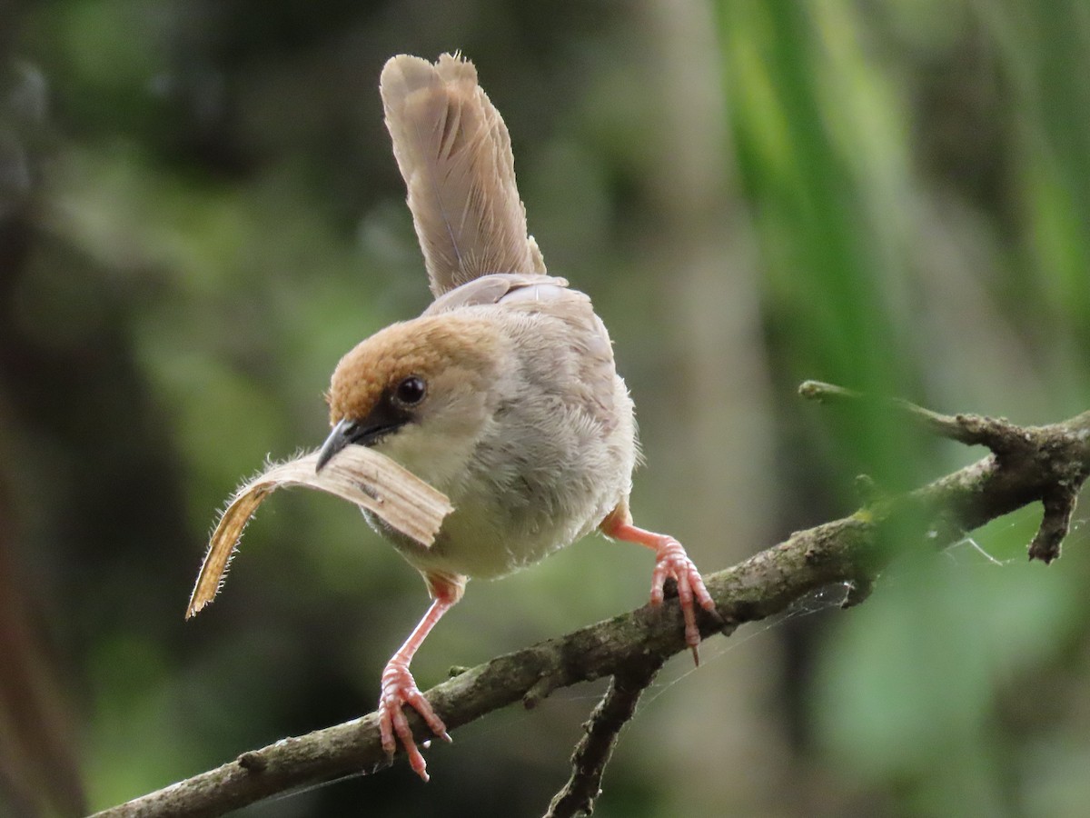 Chubb Yelpazekuyruğu - ML646190900