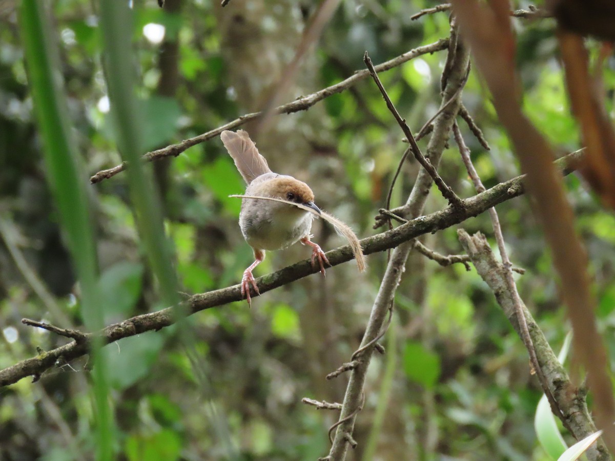 Chubb Yelpazekuyruğu - ML646190903