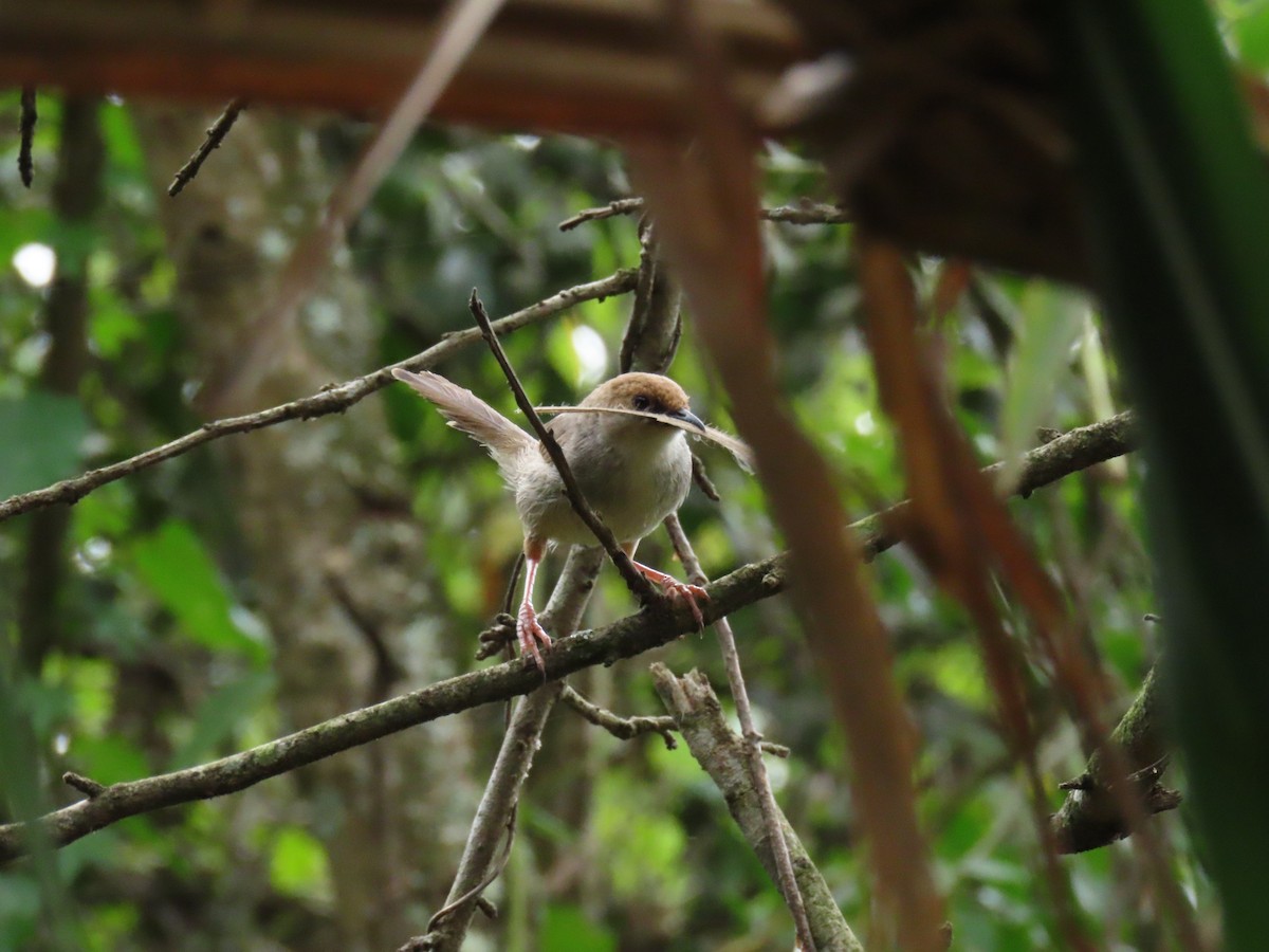 Chubb Yelpazekuyruğu - ML646190904