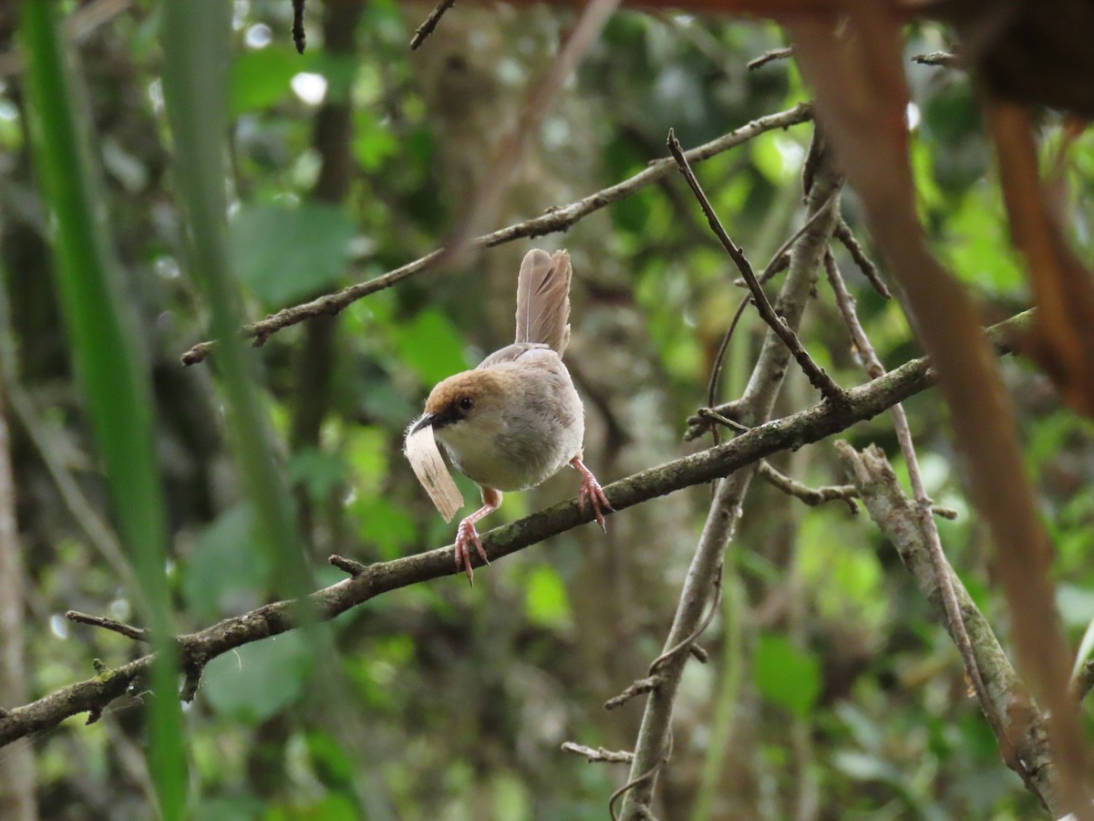 Chubb Yelpazekuyruğu - ML646190905