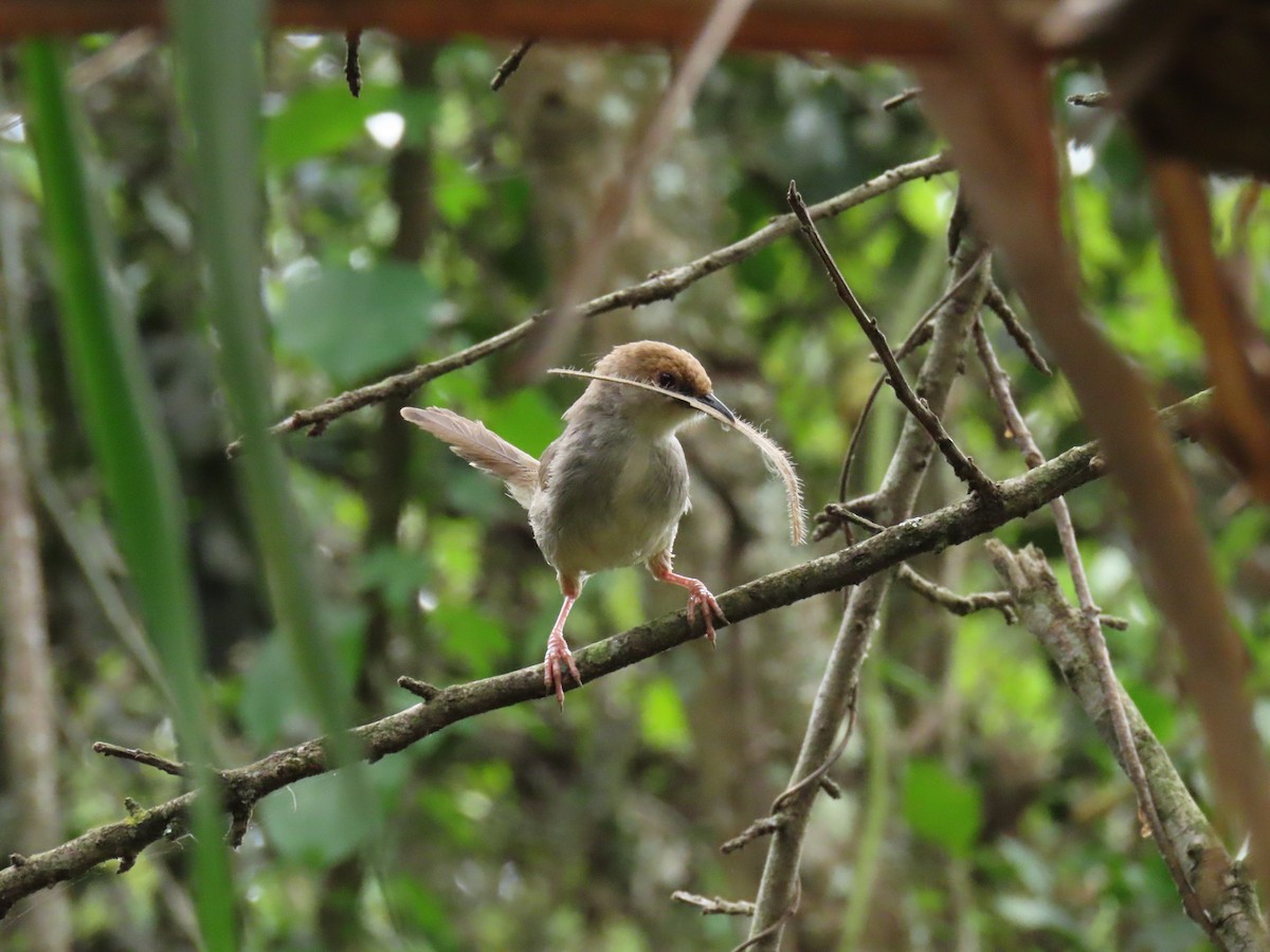 Chubb Yelpazekuyruğu - ML646190906