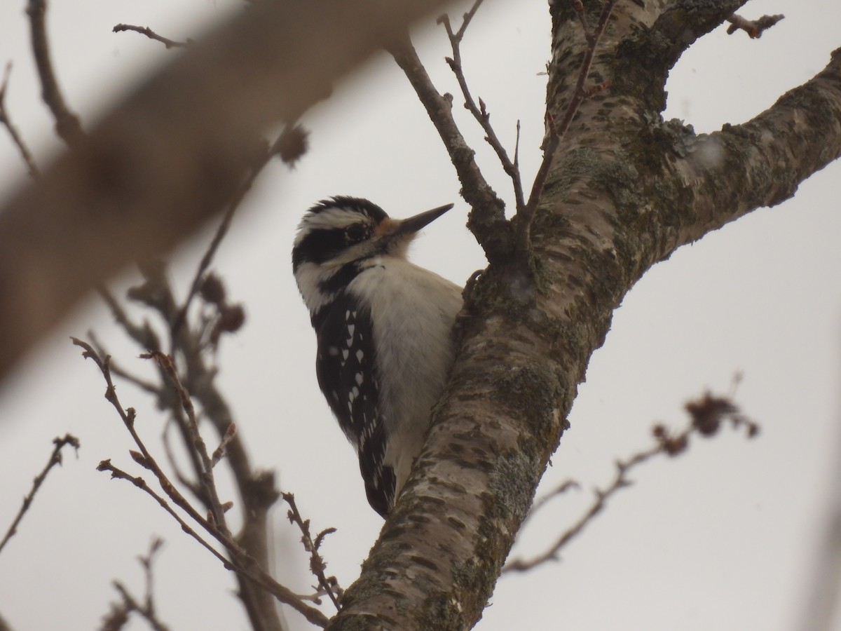 Hairy Woodpecker - ML646190907