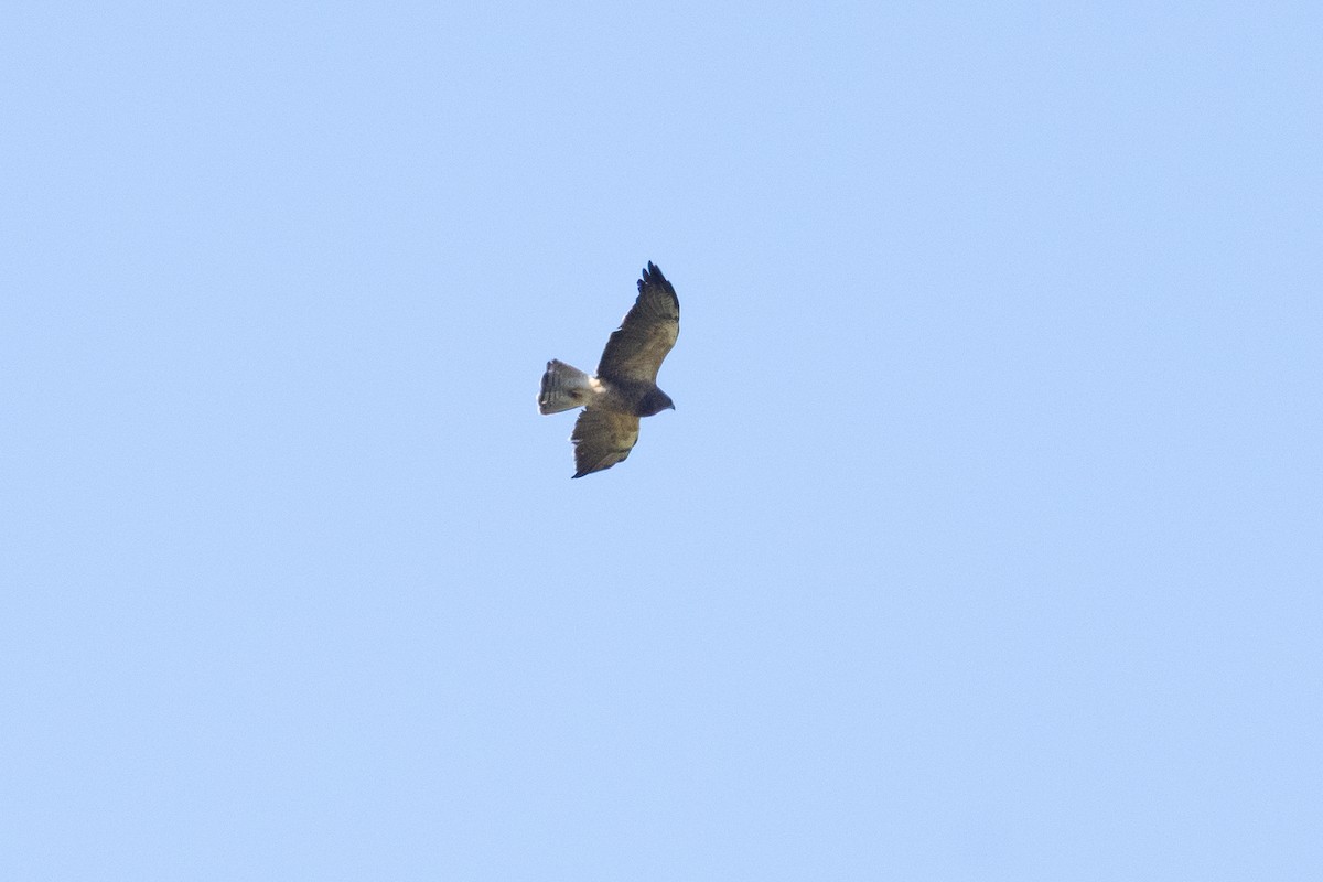 Swainson's Hawk - ML646190910