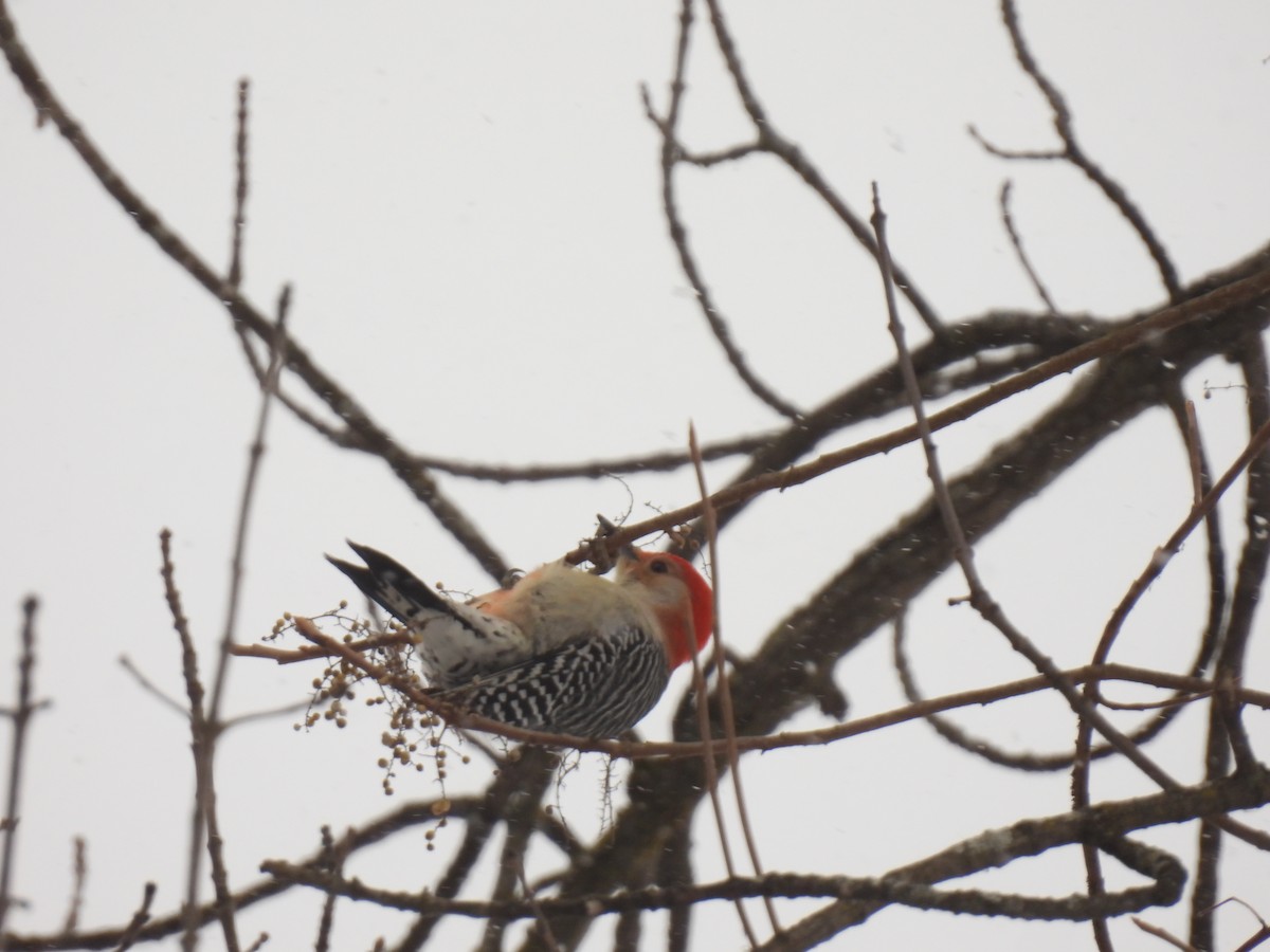 Red-bellied Woodpecker - ML646190916