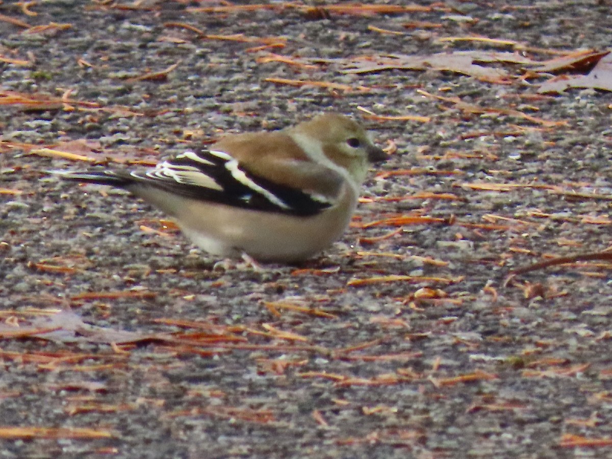 American Goldfinch - ML646190919