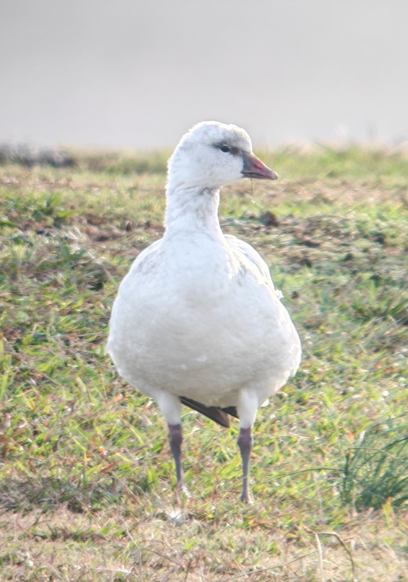 Ross's Goose - ML646190920