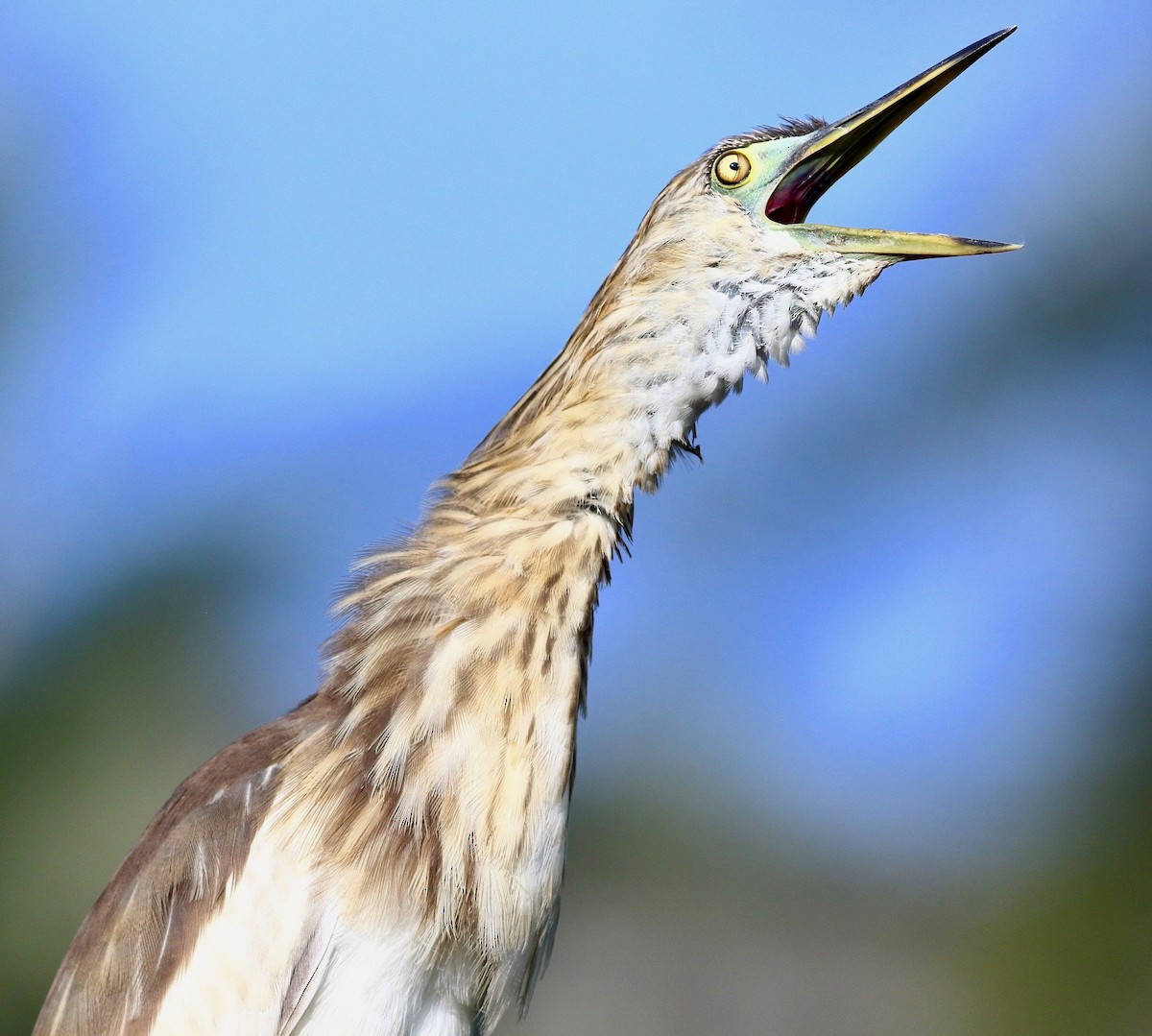 Hint Alaca Balıkçılı - ML646190922