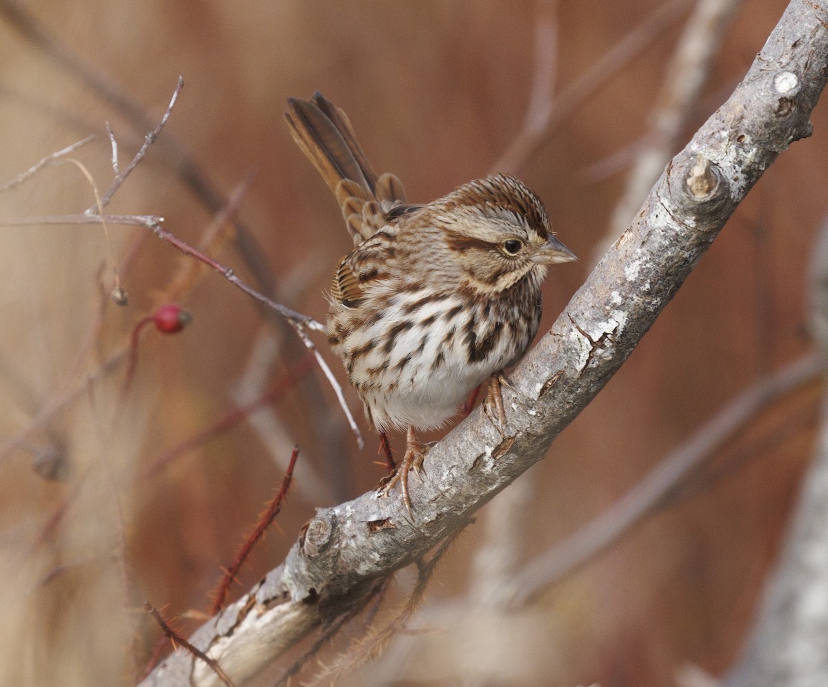 Song Sparrow - ML646190934