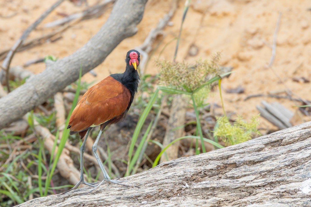 Kırmızı Alınlı Jakana - ML646190937