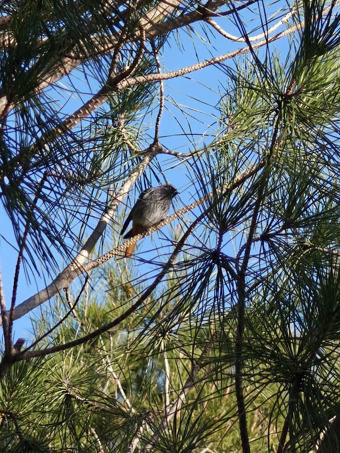 Black Redstart - ML646190940
