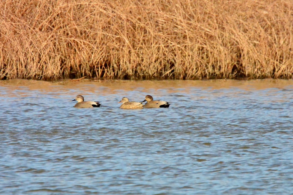 赤膀鴨 - ML646190941