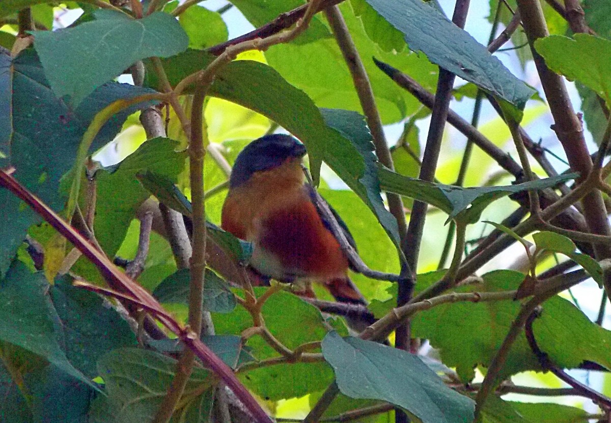 Kızıl Boğazlı İspinoz - ML646190942