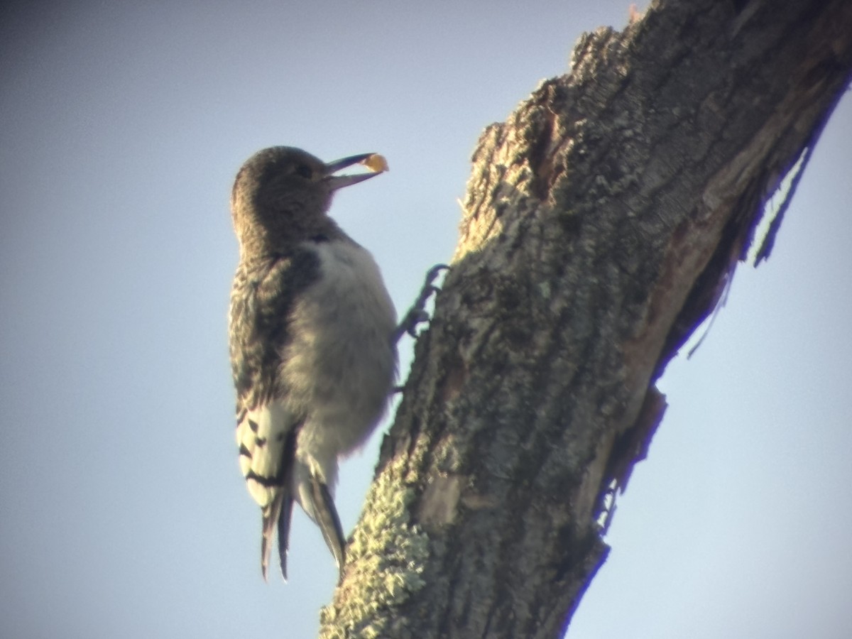 Red-headed Woodpecker - ML646190943