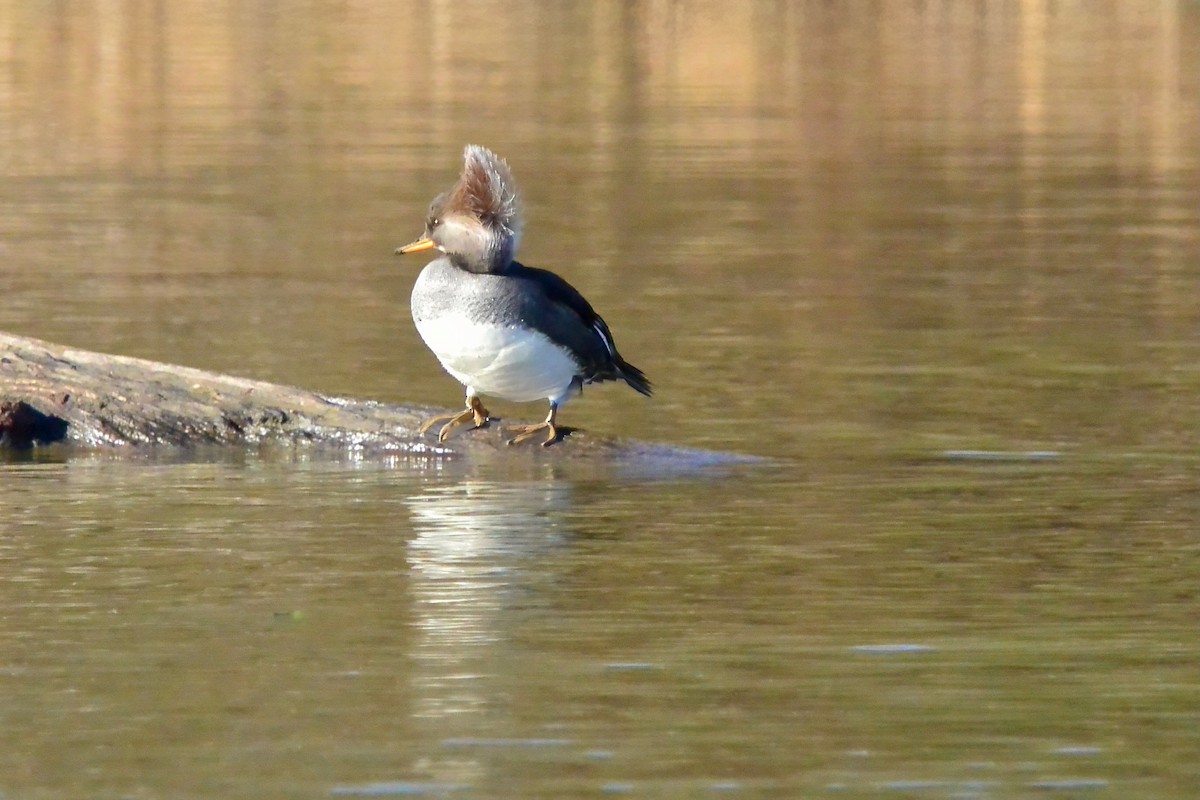Hooded Merganser - ML646190950
