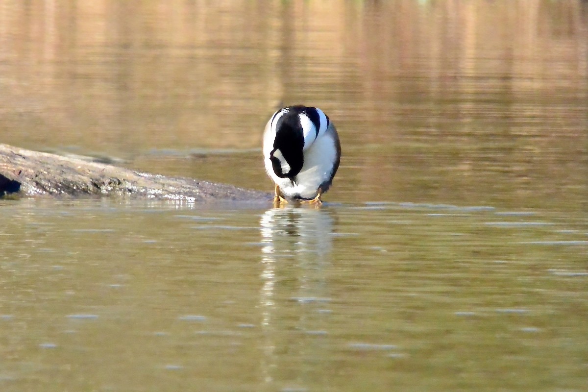 Hooded Merganser - ML646190951
