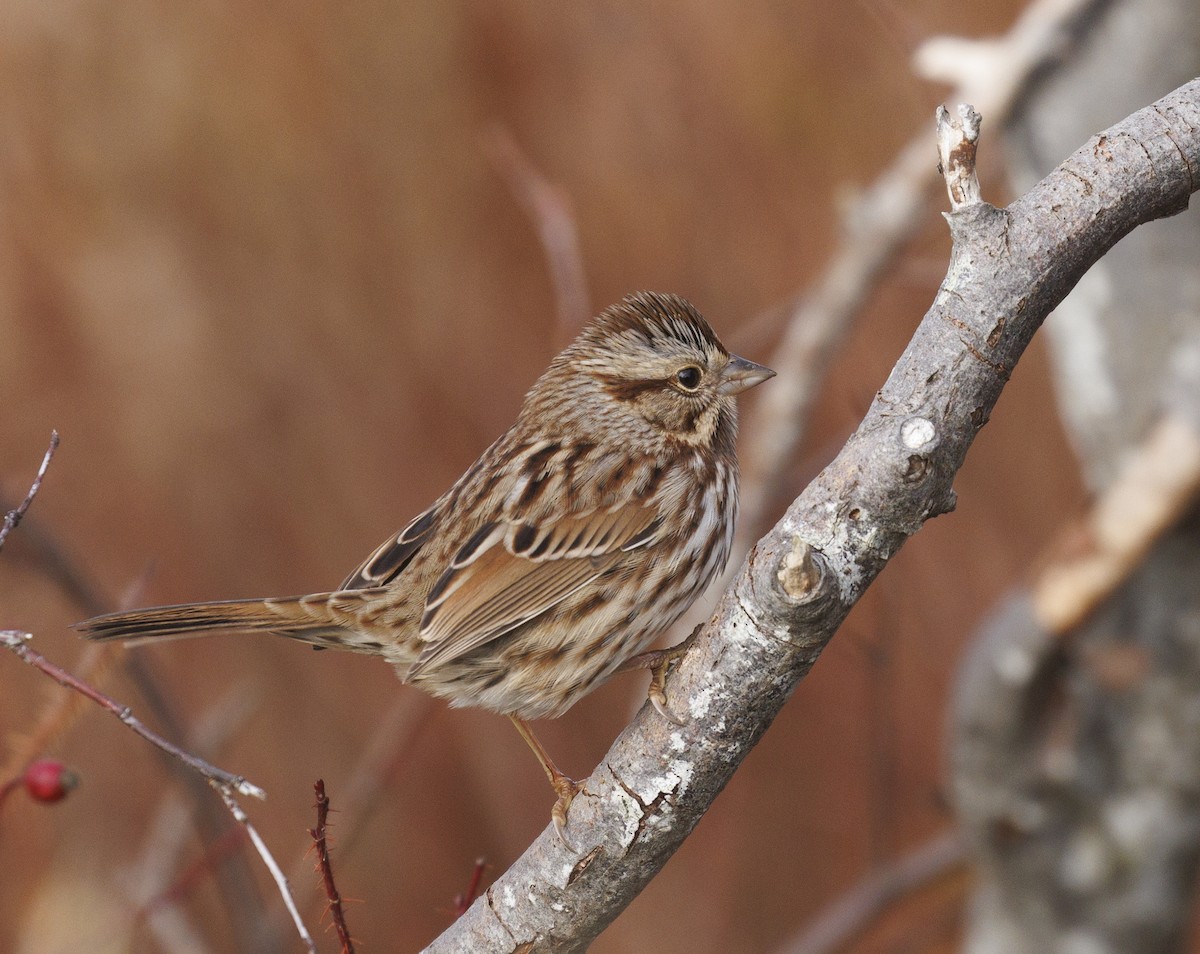 Ötücü Serçe - ML646190952