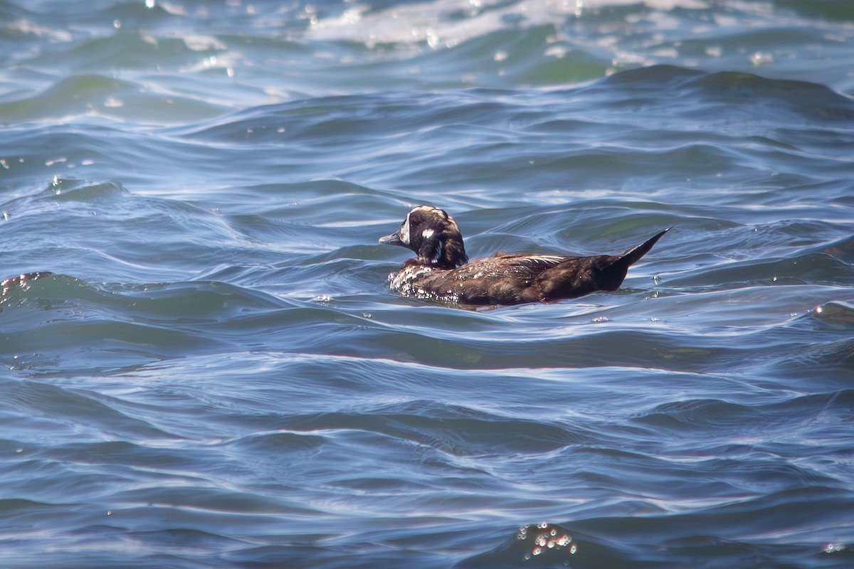 Palyaço Ördeği - ML646190953