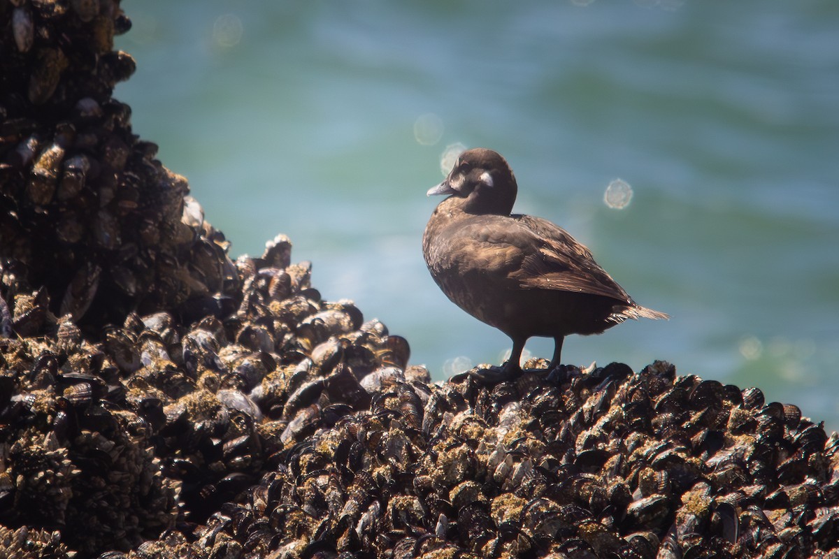 Palyaço Ördeği - ML646190954