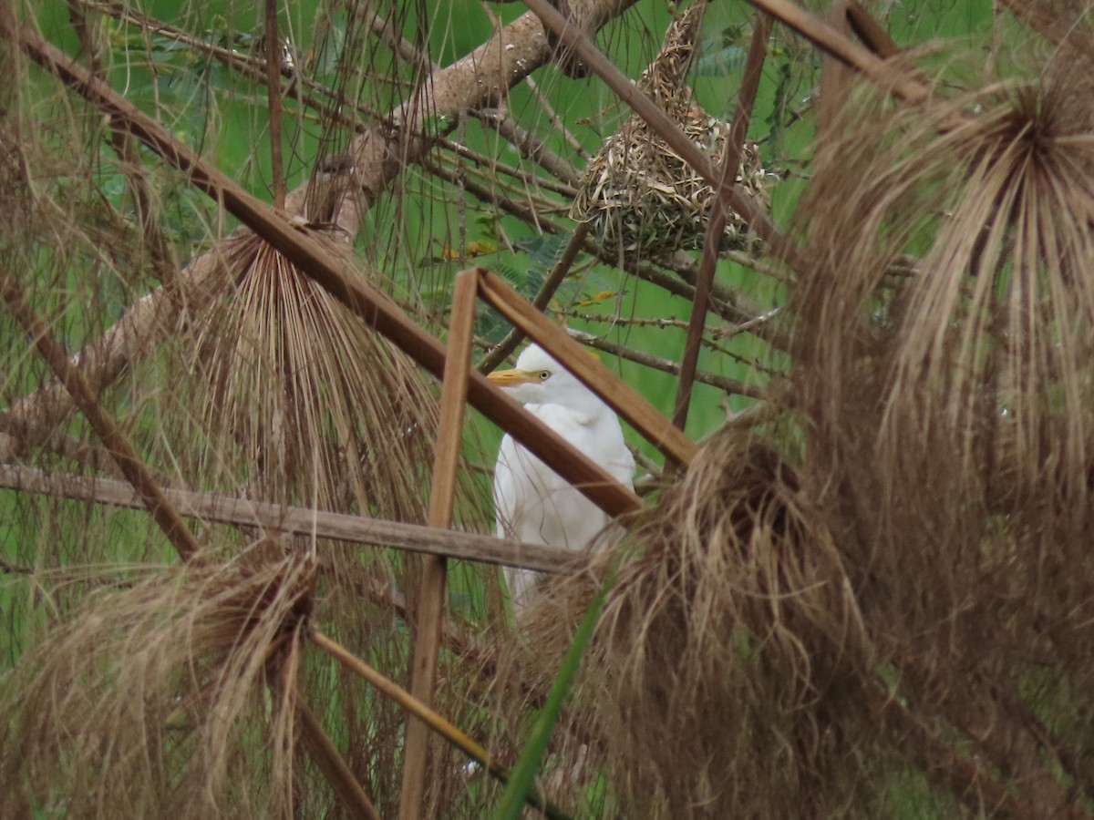 Sığır Balıkçılı - ML646190955