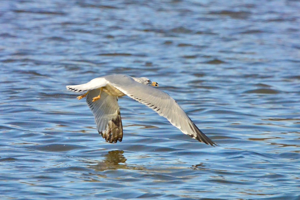 Halkalı Martı - ML646190956