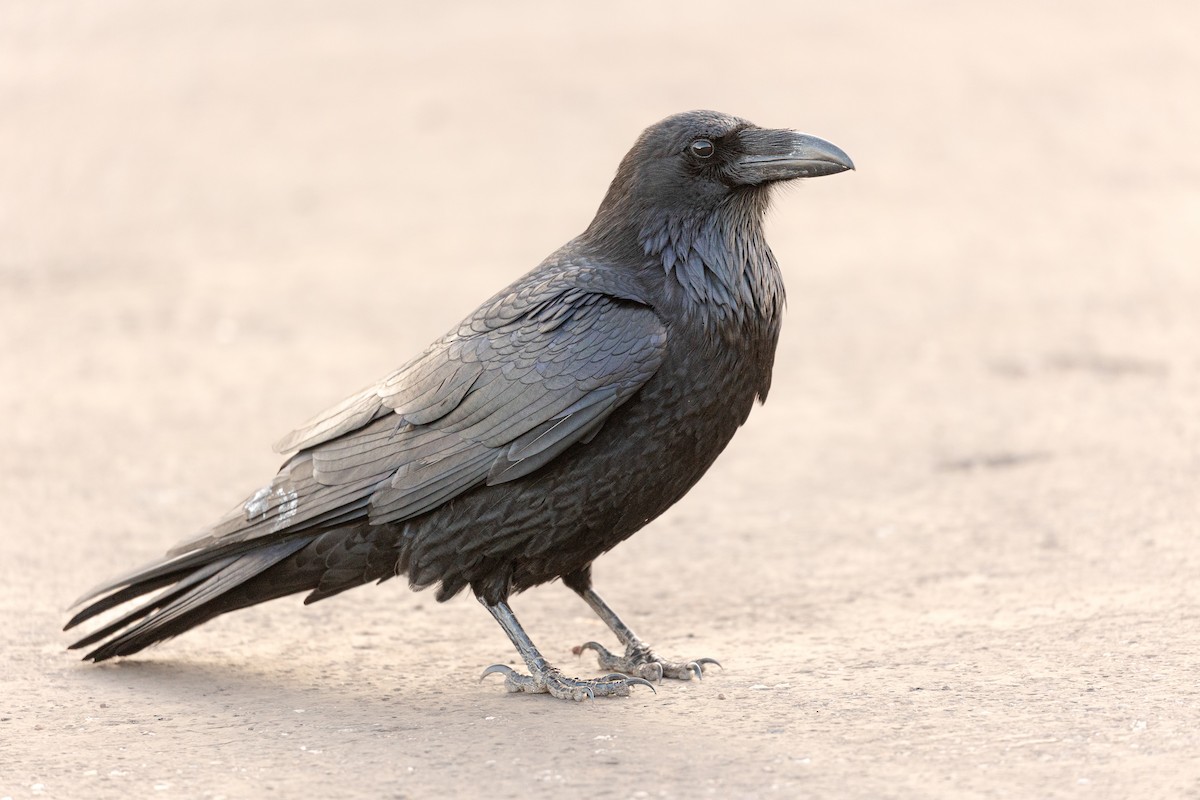 Kuzgun - ML646190957