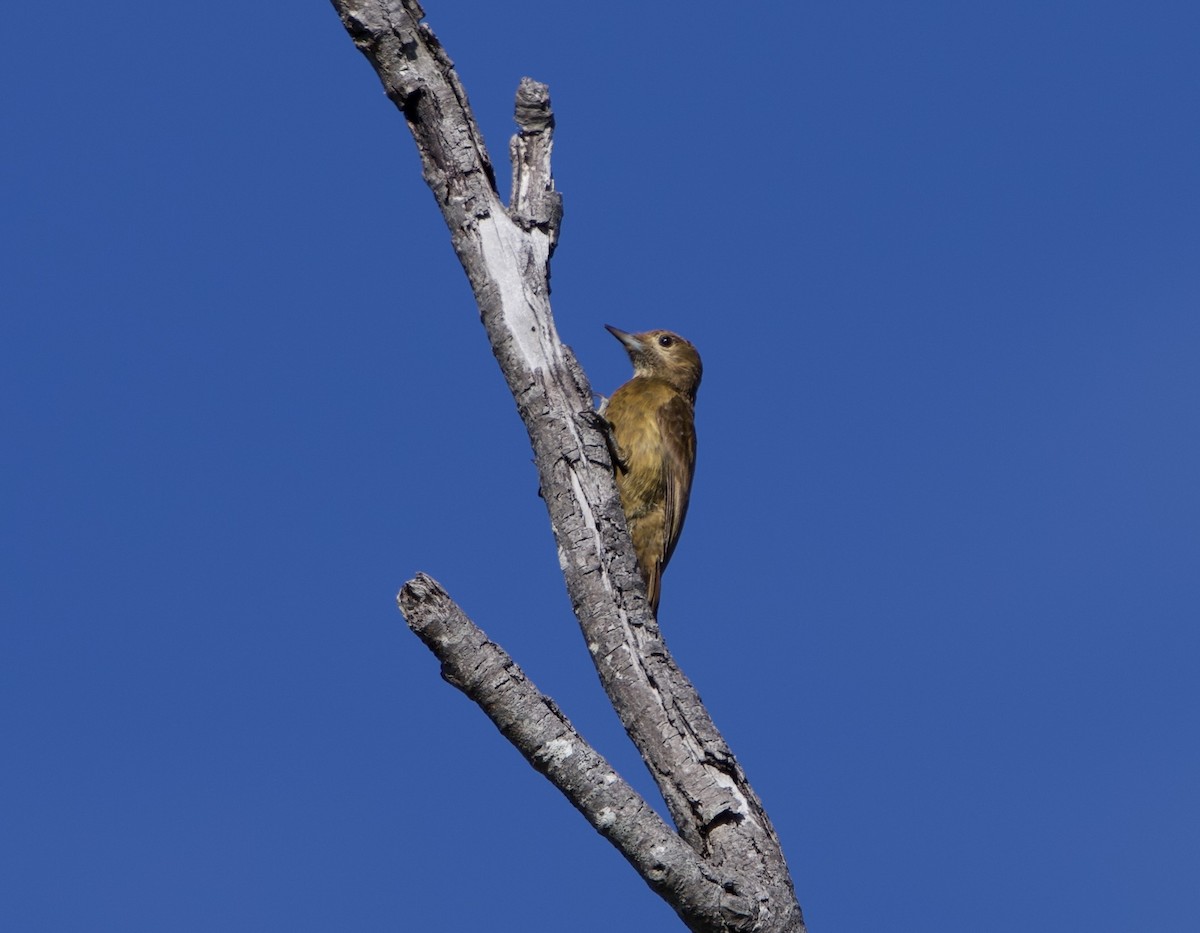 Kül Rengi Ağaçkakan - ML646190958