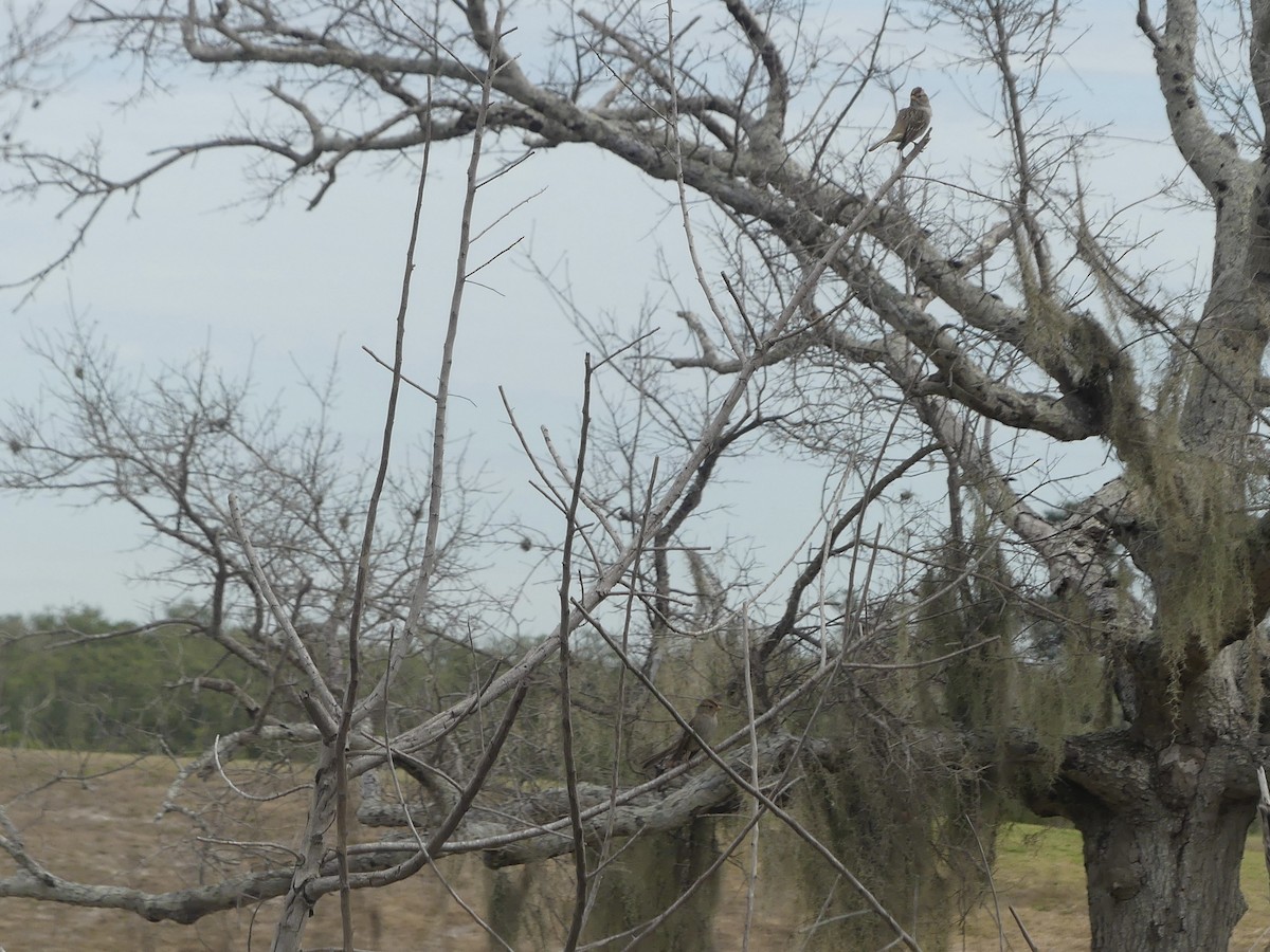 Dachsammer - ML646190960