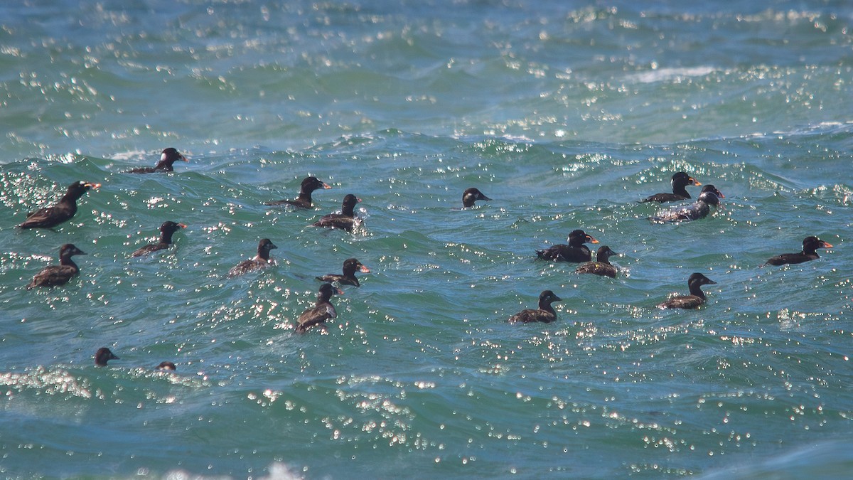 Yamalı Ördek - ML646190961